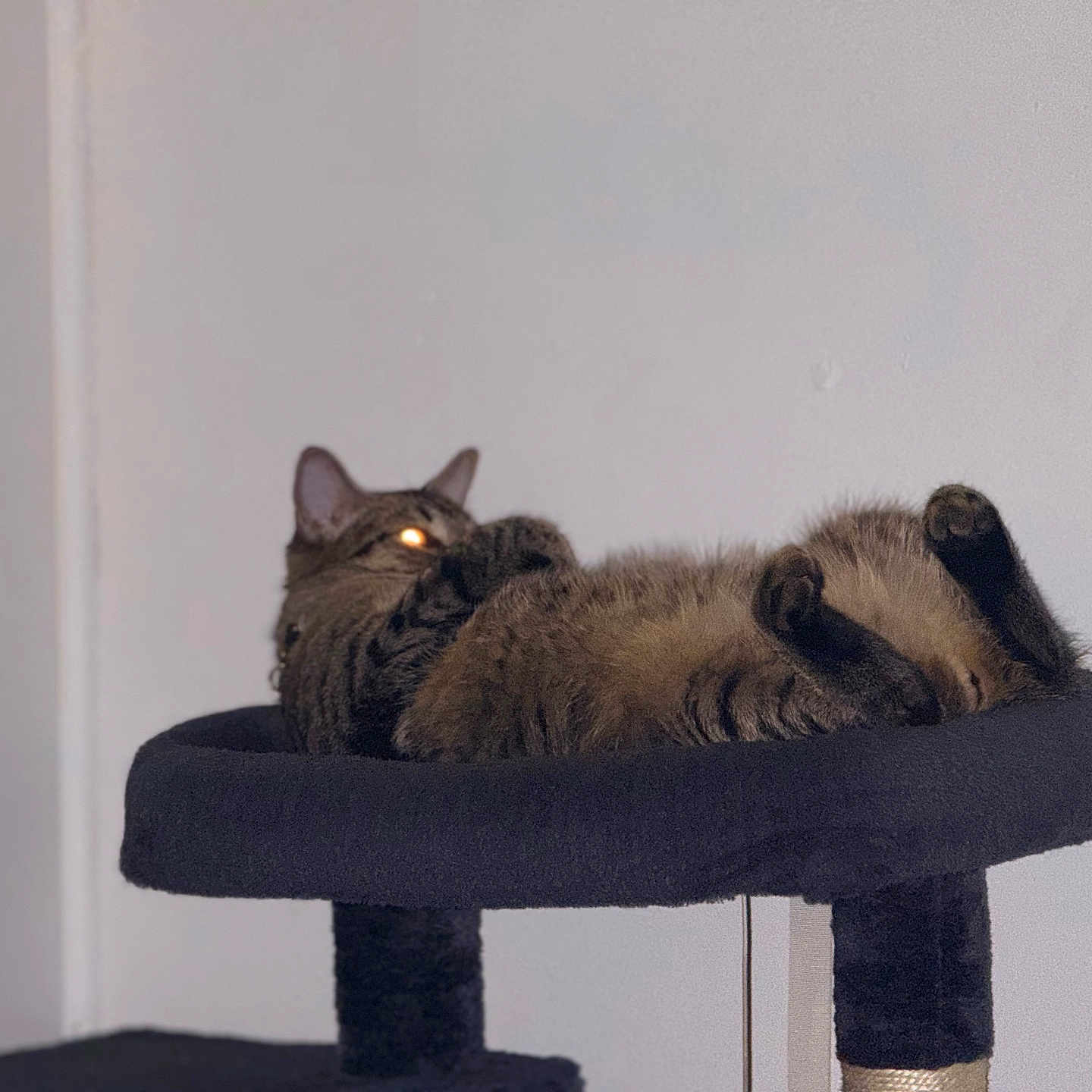 Milo joined the competition — help win amazing prizes! cat, tabby, cat_tree, indoor, pet, feline, relaxed, lying_down, paws_up, cozy, fur, animal, mammal, resting, domestic_cat, home, sleepy, one_eye_glowing, dark_furniture, quiet