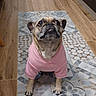 collar, dog, ears, eyes, front_legs, funny, hallway, home, indoor, patterned_rug, paws, pet, pink_shirt, portrait, pug, short_snout, sitting, tile_floor, wooden_floor, wrinkled_face