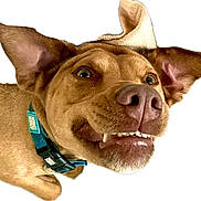 Ryder is registered to the contest to win money with this photo: dog, pet, brown_fur, ears, teeth, collar, close_up, animal, canine, snout, mouth, tongue, cute, funny_expression, isolated, white_background, happy, playful, domestic_animal, portrait