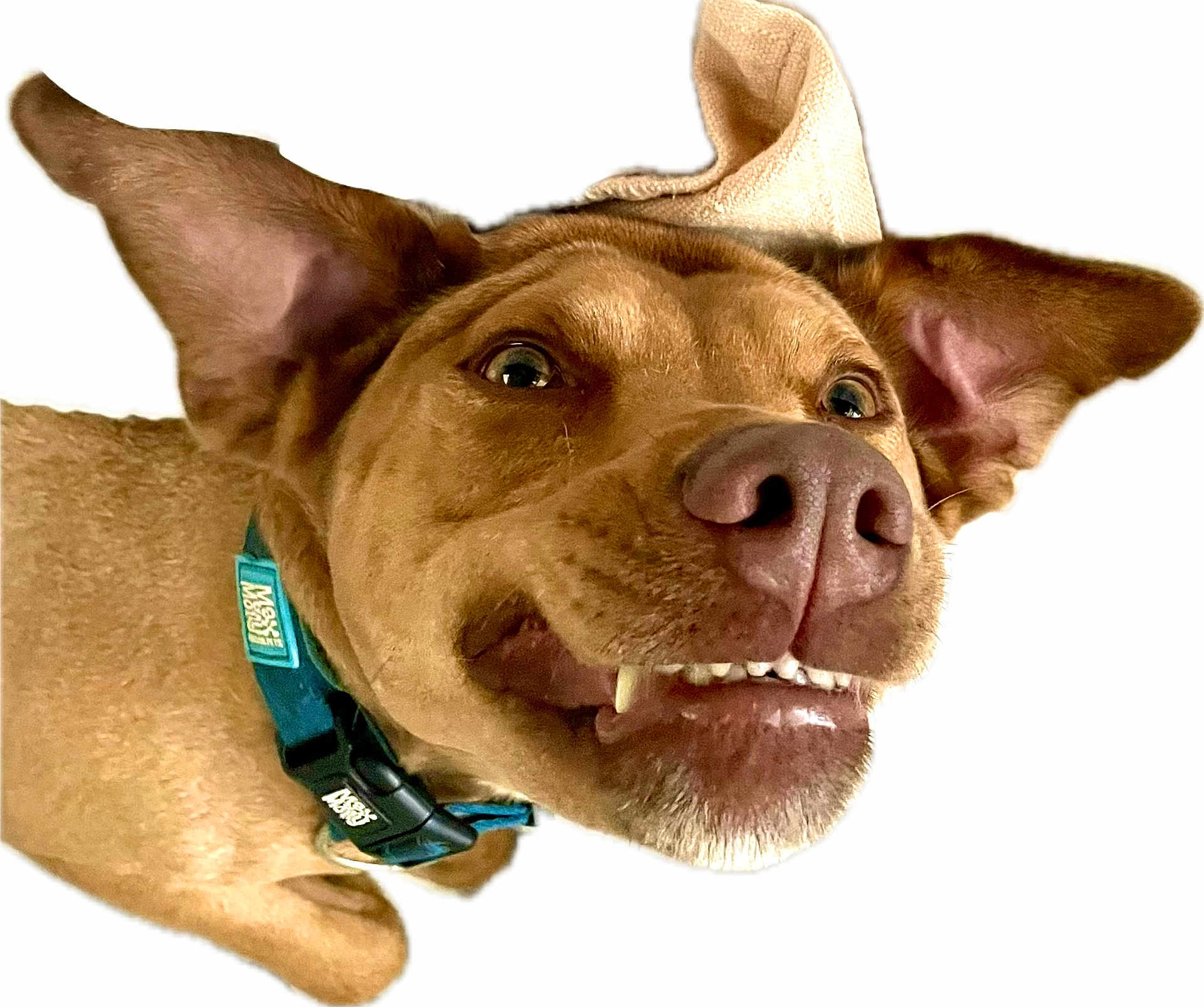 Ryder is registered to the contest to win money with this photo: dog, pet, brown_fur, ears, teeth, collar, close_up, animal, canine, snout, mouth, tongue, cute, funny_expression, isolated, white_background, happy, playful, domestic_animal, portrait