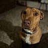 animal, brown_dog, canine, carpet, close_up, collar, companion, curious, dog, domestic_animal, ears, floor, fur, house, indoor, looking_up, mammal, pet, portrait, snout