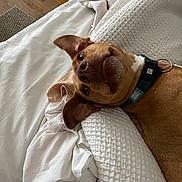 Ryder joined the competition — help win amazing prizes! animal, bed, blanket, brown, canine, collar, comfortable, cozy, cute, dog, domestic, ears, expression, fur, indoor, looking_up, pet, resting, sleepy, white