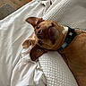 animal, bed, blanket, brown, canine, collar, comfortable, cozy, cute, dog, domestic, ears, expression, fur, indoor, looking_up, pet, resting, sleepy, white