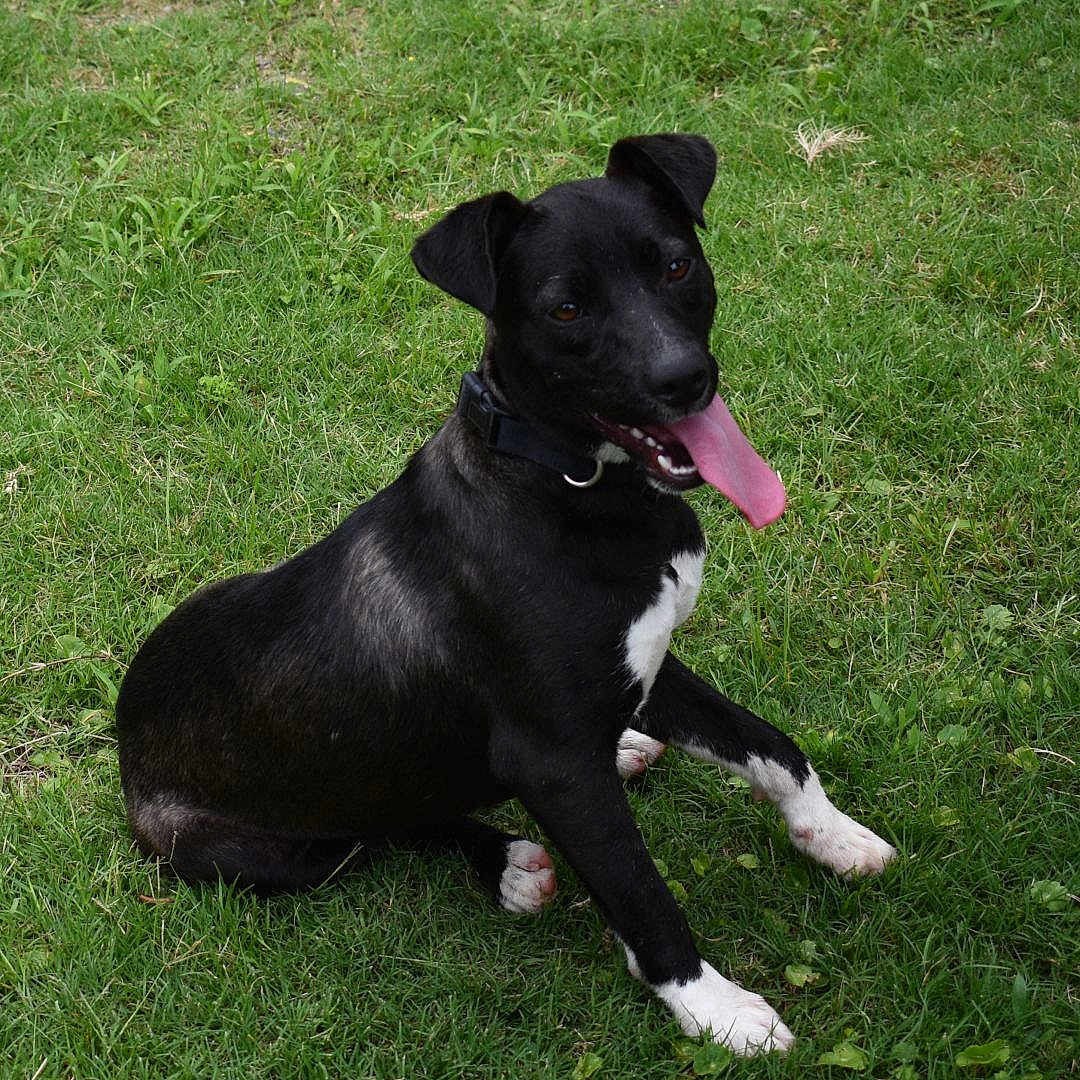 Celeste is registered to the contest to win money with this photo: animal, black_dog, canine, collar, cute, daylight, dog, fur, grass, grass_field, happy, nature, outdoor, pet, playful, sitting, summer, tongue_out, white_chest, white_paws