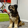 Max joined the competition — help win amazing prizes! dog, indoor, carpet, sports, football, banner, mvp, cutout, brown, black, white, fluffy, pet, animal, sitting, calm, background, wall, decor, portrait
