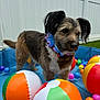 dog, pool, beach_ball, plastic_ball, flower_lei, outdoor, pet, fence, colorful, playful, summer, water_drops, toy, curious, brown_fur, white_fur, grass, animal, pet_accessory, small_pool
