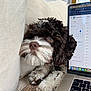 dog, puppy, brown_and_white, curly_fur, close_up, couch, laptop, computer, calendar, paw, nose, whiskers, indoor, cozy, home_office, carpet, macbook, screen, eye, cute