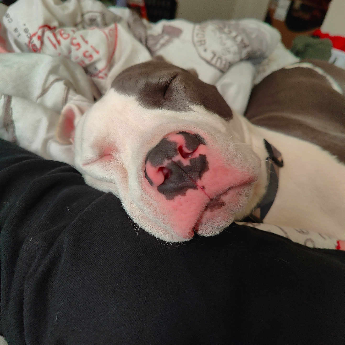 Kiwi is registered to the contest to win money with this photo: animal, bed, blanket, bodypart, boxer, bulldog, canine, couch, dog, frenchbulldog, furniture, hound, indoors, person, pet, pitbull, puppy, quilt, sleeping, snout