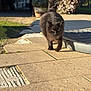 Pistache a rejoint le concours — aidez-le/la à gagner de superbes lots ! cat, black_cat, outdoor, sunlight, stone_path, tail_up, walking, pet, animal, garden, home_entrance, fur, mammal, daylight, nature, shadow, greenery, closeup, walking_towards_camera, curious