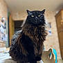 Pistache a rejoint le concours — aidez-le/la à gagner de superbes lots ! cat, black_cat, fluffy, long_hair, pet, indoor, table, chair, focused, portrait, animal, feline, looking, sitting, domestic, cute, fur, whiskers, eyes, home