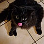 cat, black_cat, feline, pet, animal, indoor, floor, tile, cute, tongue_out, curious, fluffy, whiskers, ears, eyes, paw, tail, domestic_animal, looking_up, playful