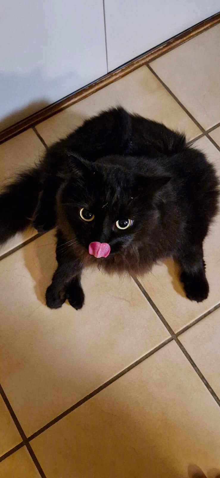 Pistache participe au concours pour gagner de l'argent avec cette photo : cat, black_cat, feline, pet, animal, indoor, floor, tile, cute, tongue_out, curious, fluffy, whiskers, ears, eyes, paw, tail, domestic_animal, looking_up, playful