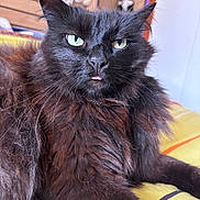 Pistache a rejoint le concours — aidez-le/la à gagner de superbes lots ! cat, black_cat, fluffy, green_eyes, tongue_out, bed, indoor, furniture, shelf, stuffed_animals, pet, cute, relaxed, close_up, animal, whiskers, fur, domestic_cat, home, lying_down