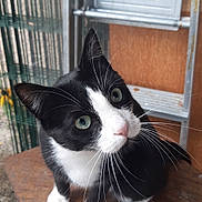 Rio a rejoint le concours — aidez-le/la à gagner de superbes lots ! cat, black_and_white, green_eyes, wooden_table, glove, curious, indoor, pet, feline, whiskers, ears, animal, close_up, paws, metal_structure, background, rustic, domestic, looking_up, playful