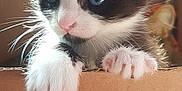 Rio participe au concours pour gagner de l'argent avec cette photo : kitten, cat, black_and_white, blue_eyes, whiskers, paws, cardboard_box, cute, pet, indoor, closeup, fur, small, curious, animal, young, mammal, domestic, playful, adorable