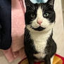 Rio participe au concours pour gagner de l'argent avec cette photo : cat, tuxedo_cat, black_and_white, pet, feline, sitting, indoors, close_up, green_eyes, whiskers, pink_nose, stool, towel, blurred_background, curious, looking_at_camera, domestic_cat, soft_lighting, cozy, household