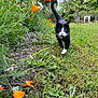cat, black_and_white, garden, grass, flowers, orange_flowers, plants, greenery, outdoor, nature, walking, tail_up, close_up, path, spring, daylight, small_animal, pet, feline, curious