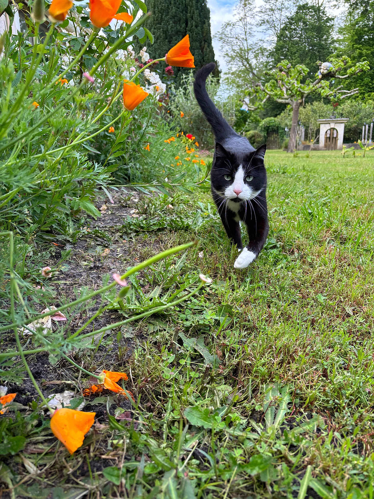 Rio a rejoint le concours — aidez-le/la à gagner de superbes lots ! cat, black_and_white, garden, grass, flowers, orange_flowers, plants, greenery, outdoor, nature, walking, tail_up, close_up, path, spring, daylight, small_animal, pet, feline, curious