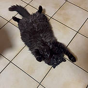 Pistache participe au concours pour gagner de l'argent avec cette photo : cat, black_cat, feline, pet, indoor, tile_floor, stretching, fluffy, fur, animal, cute, relaxed, paw, whiskers, room, domestic_animal, curious, two_cats, floor, home