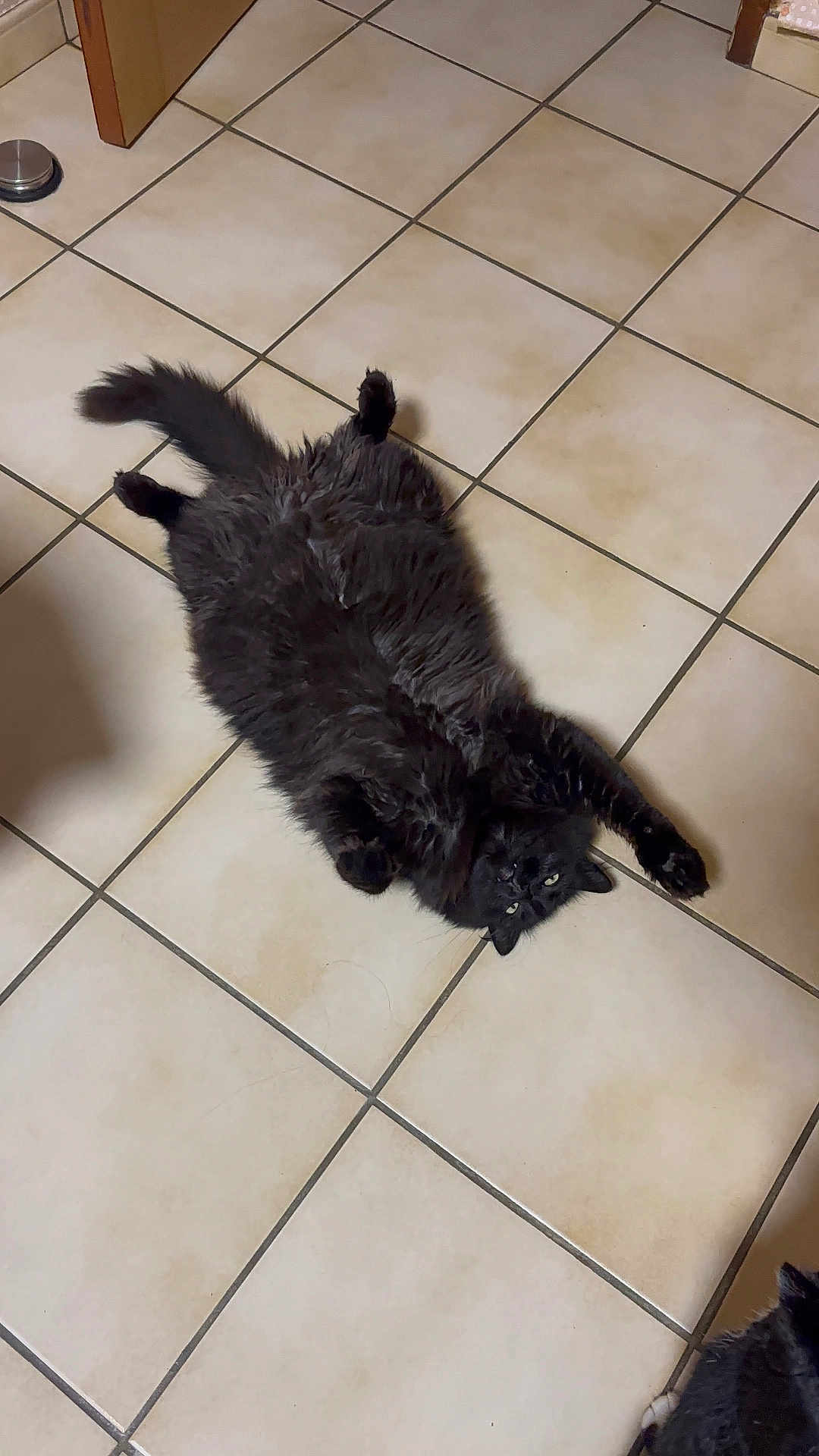 Pistache participe au concours pour gagner de l'argent avec cette photo : cat, black_cat, feline, pet, indoor, tile_floor, stretching, fluffy, fur, animal, cute, relaxed, paw, whiskers, room, domestic_animal, curious, two_cats, floor, home