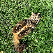 Mickette participe au concours pour gagner de l'argent avec cette photo : cat, tabby, fluffy, grass, outdoor, sunlight, pet, animal, relaxed, nature, greenery, feline, lying_down, fur, whiskers, tail, paw, daylight, closeup, playful