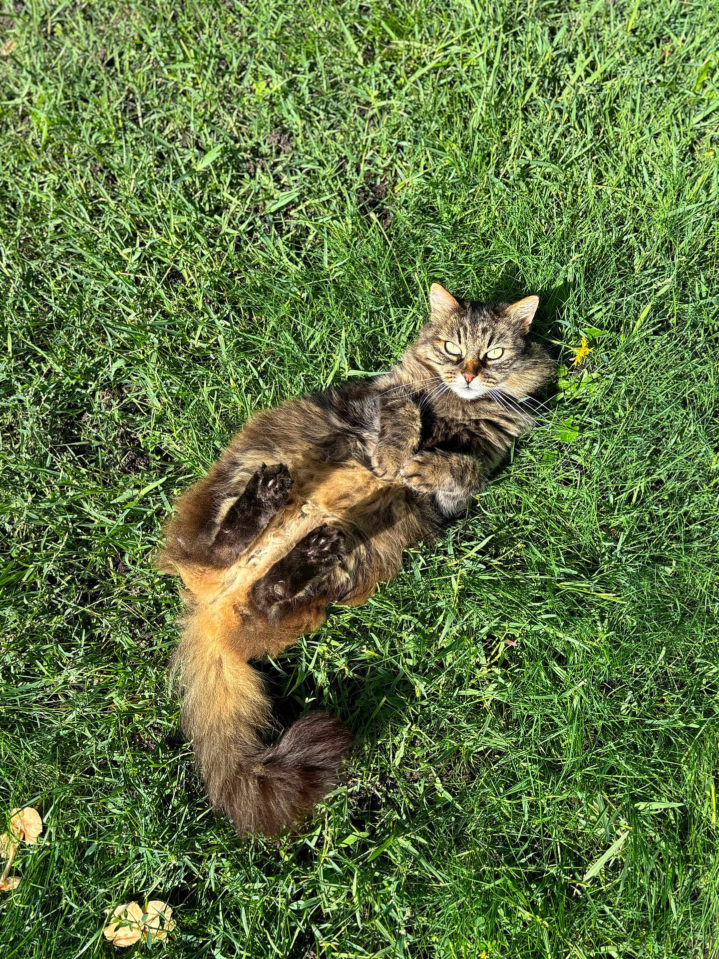 Mickette participe au concours pour gagner de l'argent avec cette photo : cat, tabby, fluffy, grass, outdoor, sunlight, pet, animal, relaxed, nature, greenery, feline, lying_down, fur, whiskers, tail, paw, daylight, closeup, playful