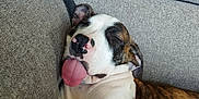Lucky a rejoint le concours — aidez-le/la à gagner de superbes lots ! animal, architecture, boxer, building, bulldog, canine, couch, cushion, dog, frenchbulldog, furniture, homedecor, hound, indoors, interiordesign, livingroom, pet, pitbull, puppy, room