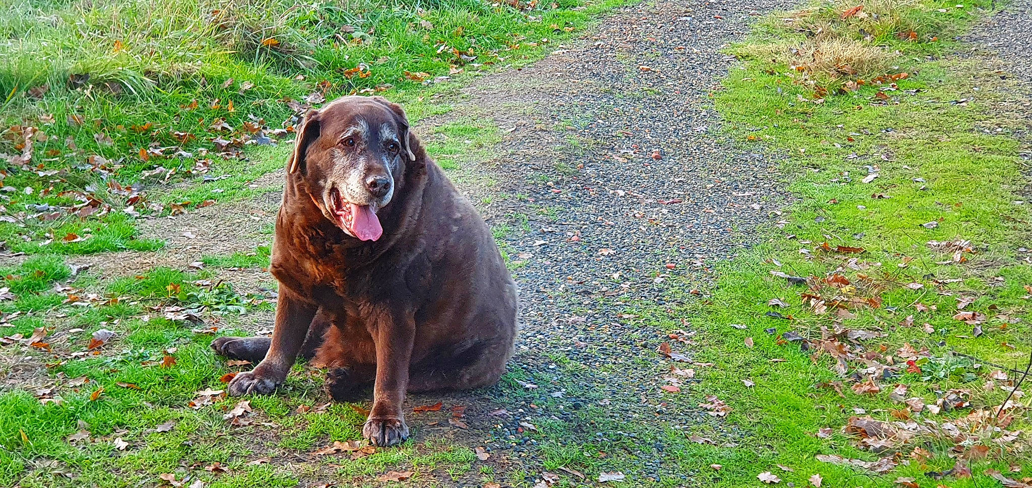 Fly a rejoint le concours — aidez-le/la à gagner de superbes lots ! carnivore, companion_dog, dog, dog_breed, grass, groundcover, guard_dog, gun_dog, hound, liver, montenegrin_mountain_hound, plant, sporting_group, tail, terrestrial_animal, working_animal, working_dog