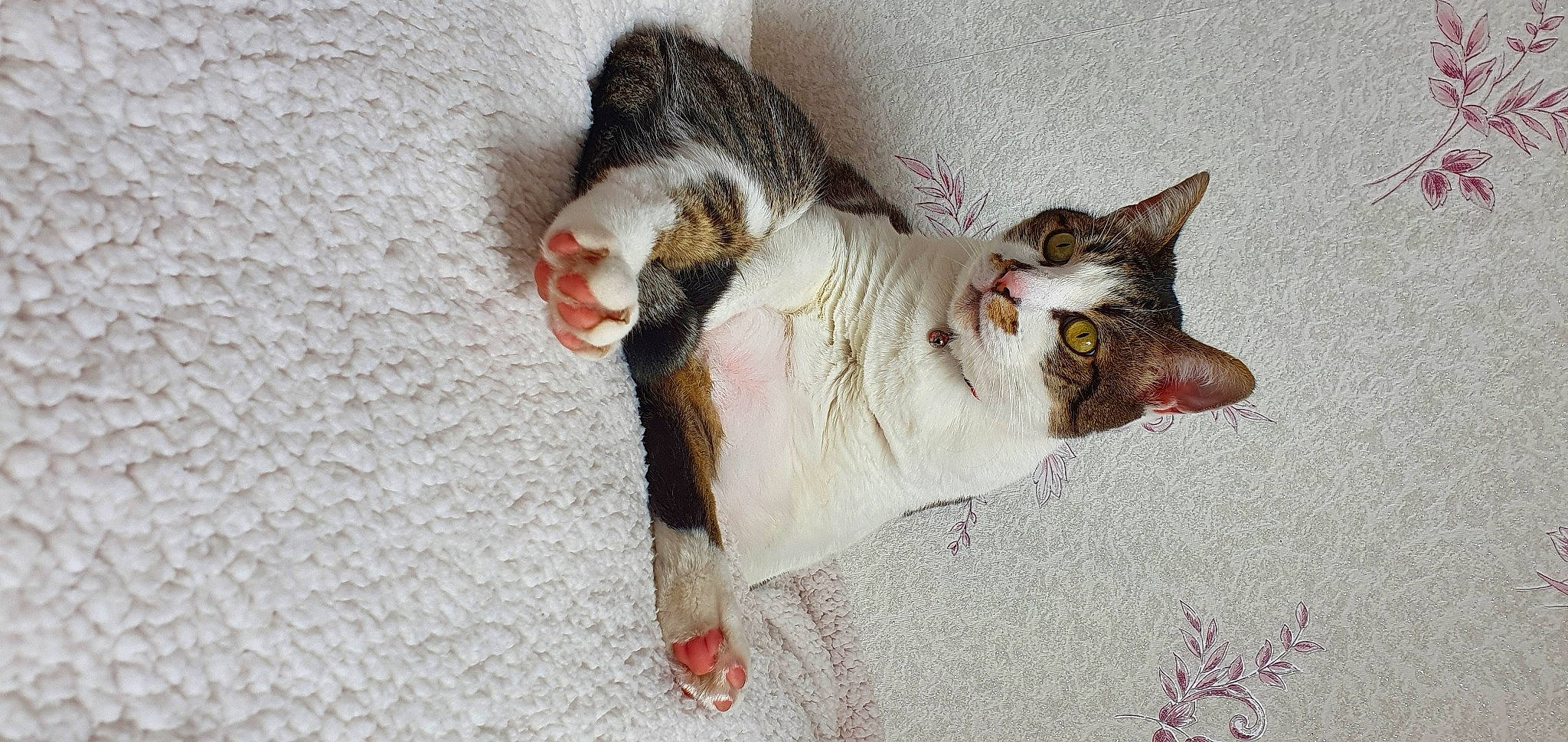 Nuts a rejoint le concours — aidez-le/la à gagner de superbes lots ! carnivore, cat, claw, domestic_short_haired_cat, eye, fawn, felidae, fruit, fur, paw, small_to_medium_sized_cats, snout, tail, whiskers