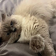 Blu joined the competition — help win amazing prizes! cat, fluffy, cream_colored, pet, animal, paw, whiskers, bed, blanket, close_up, cute, feline, domestic_cat, soft, relaxed, indoor, sleepy, resting, fur, laying_down