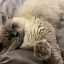 cat, fluffy, cream_colored, pet, animal, paw, whiskers, bed, blanket, close_up, cute, feline, domestic_cat, soft, relaxed, indoor, sleepy, resting, fur, laying_down