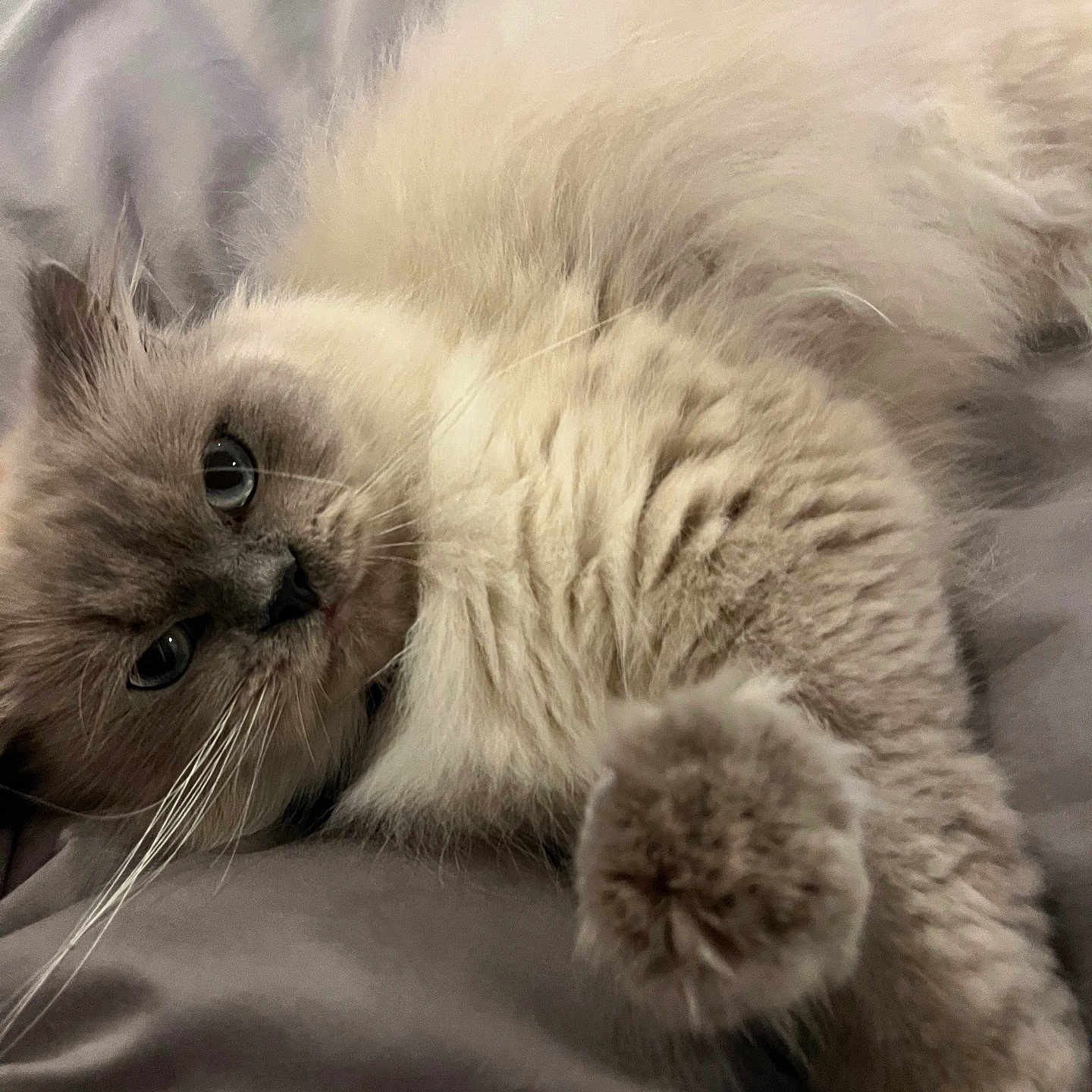 Blu joined the competition — help win amazing prizes! animal, bed, blanket, cat, close_up, cream_colored, cute, domestic_cat, feline, fluffy, fur, indoor, laying_down, paw, pet, relaxed, resting, sleepy, soft, whiskers