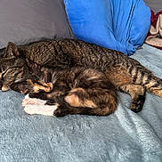 Callie is registered to the contest to win money with this photo: cat, cats, tabby_cat, tortoiseshell_cat, sleeping, cuddling, lying_down, bed, blanket, pillows, indoor, cozy, pets, furry, whiskers, closed_eyes, relaxed, animal, home, nap