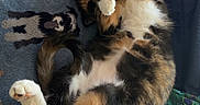 Callie joined the competition — help win amazing prizes! calico_cat, cat, feline, pet, lying_down, belly_up, paw, fluffy, fur, multicolored, relaxed, sleeping, playful, blanket, bed, cozy, toy, notebook, indoors, home