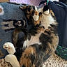 calico_cat, cat, feline, pet, lying_down, belly_up, paw, fluffy, fur, multicolored, relaxed, sleeping, playful, blanket, bed, cozy, toy, notebook, indoors, home