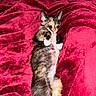 Callie joined the competition — help win amazing prizes! cat, kitten, calico, sleeping, lying_down, cute, pet, animal, fur, whiskers, ears, paws, belly, pink_blanket, magenta, indoor, cozy, relaxed, portrait, closeup