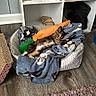 Callie is registered to the contest to win money with this photo: cat, tortoiseshell_cat, sleeping, lying_down, pet_bed, blanket, orange_toy, carrot_toy, indoor, home, shelf, books, shoes, wood_floor, rug, cozy, relaxed, animal, plaything, domestic_pet