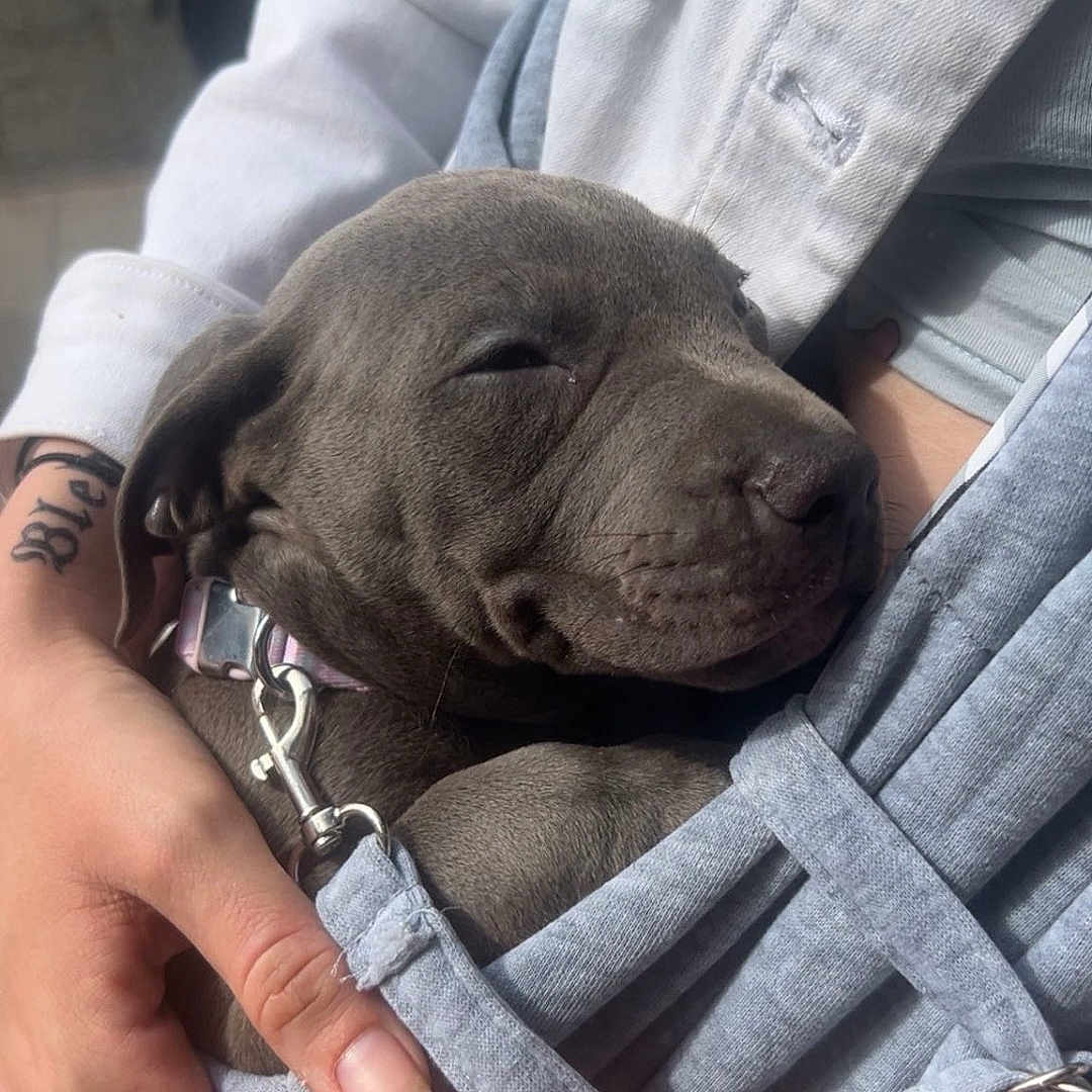 Angel joined the competition — help win amazing prizes! blurred_background, car, casual, closeup, collar, comfort, cute, daylight, dog, fabric, grey_dog, hands, human, outdoor, person, pet, puppy, sling, snuggling, tattoo