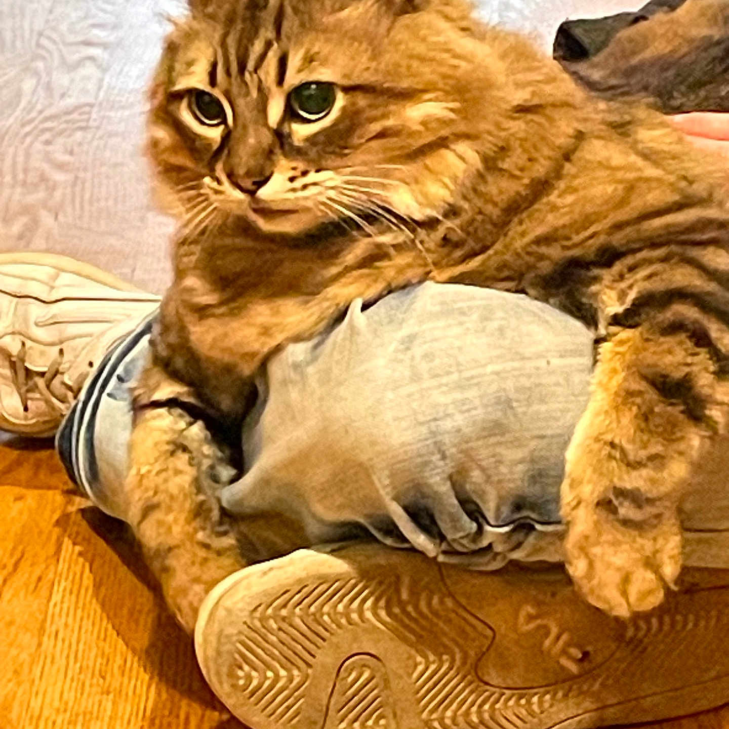 Loki is registered to the contest to win money with this photo: abyssinian, animal, armchair, cat, chair, clothing, couch, cushion, face, furniture, hardwood, head, homedecor, indoors, interiordesign, kitten, manx, person, pet, wood