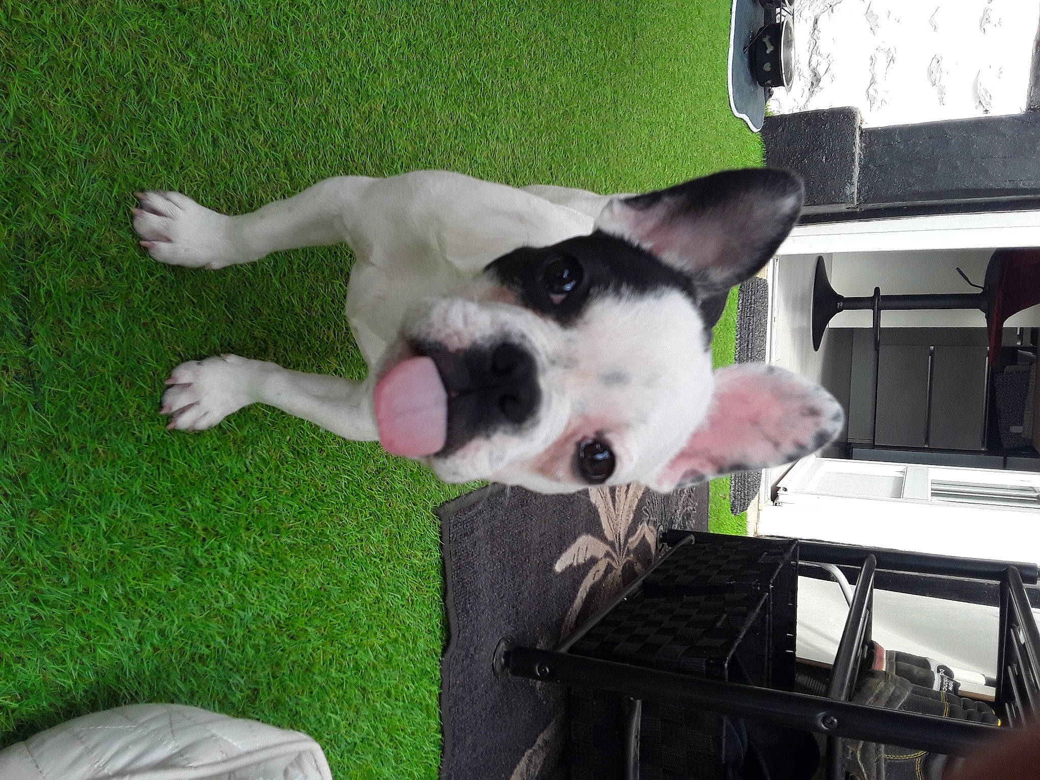 Biscotte participe au concours pour gagner de l'argent avec cette photo : automotive_exterior, canidae, carnivore, chair, collar, companion_dog, computer_keyboard, computer_monitor, dog, dog_breed, felidae, fur, grass, non_sporting_group, paw, small_to_medium_sized_cats, sporting_group, tail, vehicle_door, windshield