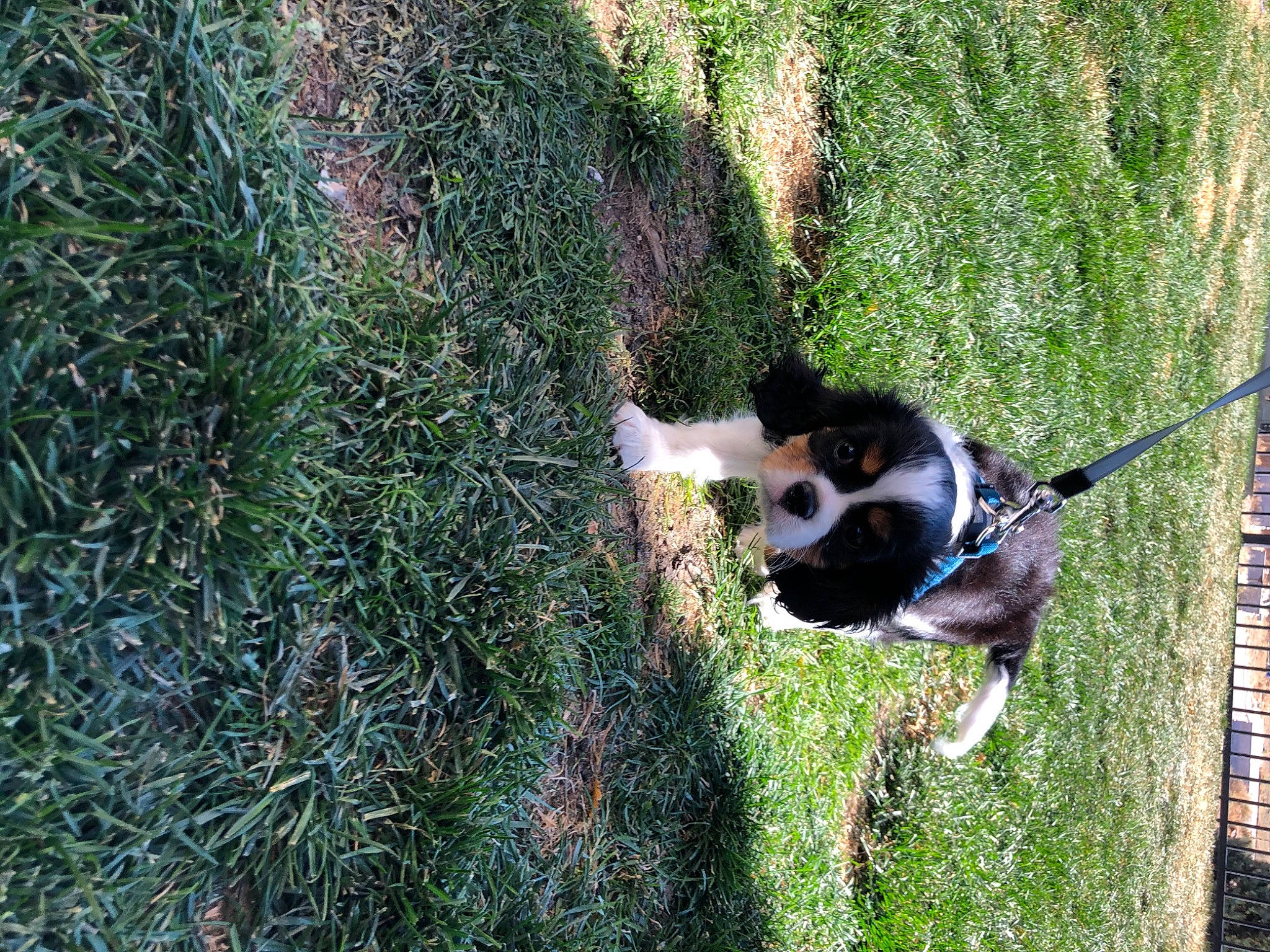 Dobby joined the competition — help win amazing prizes! canidae, carnivore, collar, companion_dog, dog, dog_breed, dog_collar, grass, grass_family, groundcover, lawn, leash, pet_supply, snout, sporting_group, tail, terrestrial_animal, working_animal, working_dog