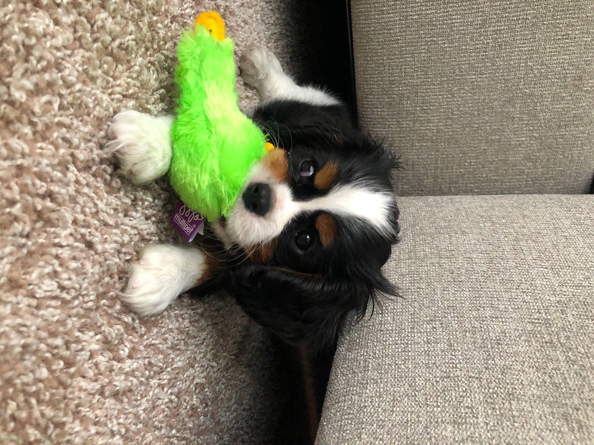 Dobby is registered to the contest to win money with this photo: baby_toys, canidae, carnivore, carpet, cavalier_king_charles_spaniel, claw, companion_dog, couch, dog, dog_breed, dog_supply, dog_toy, fur, paw, pet_supply, puppy, sporting_group, stuffed_toy, toy, toy_dog