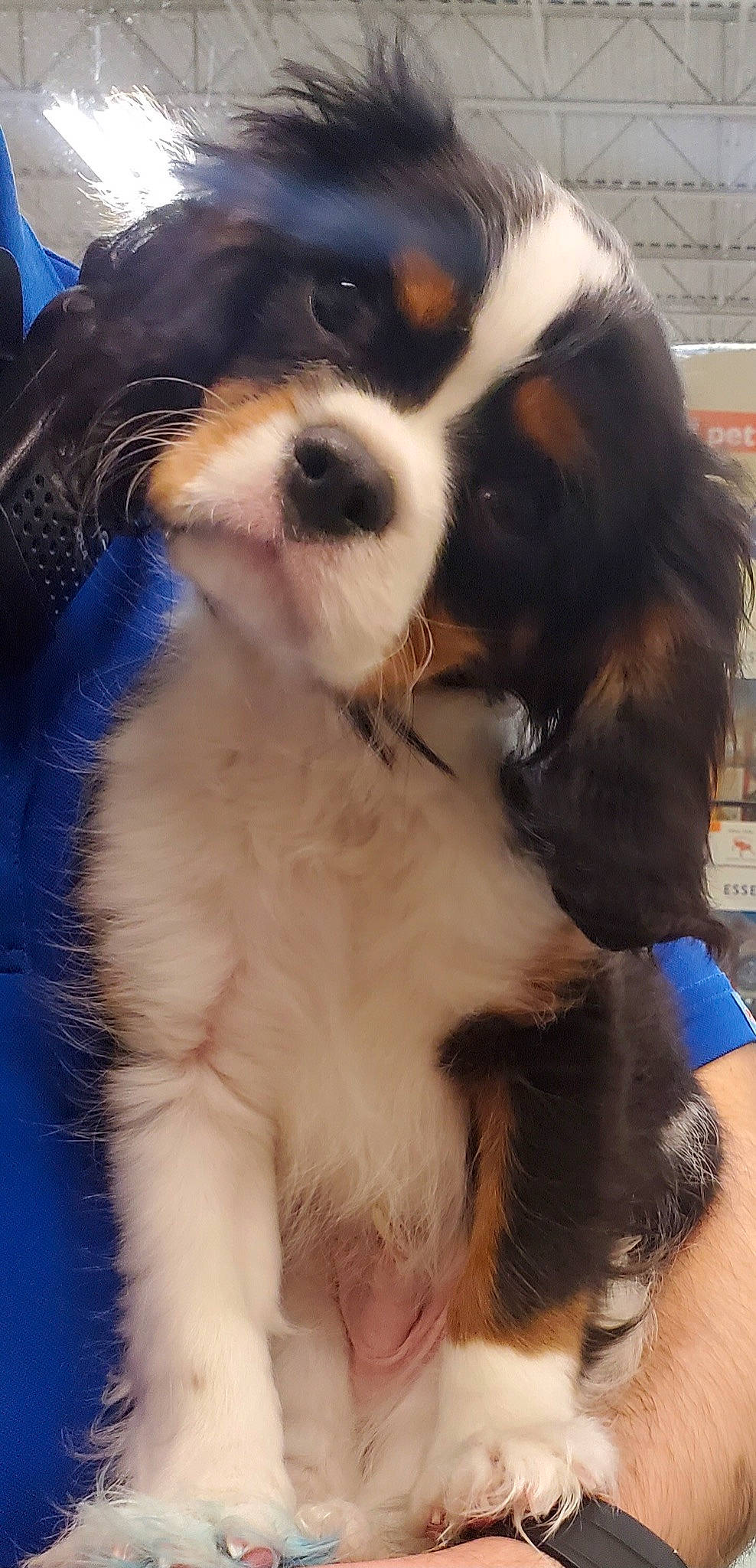 Dobby is registered to the contest to win money with this photo: beaglier, bernese_mountain_dog, brown, canidae, carnivore, cavalier_king_charles_spaniel, companion_dog, dog, dog_breed, fawn, fur, non_sporting_group, puppy, skin, snout, sporting_group, terrestrial_animal, vertebrate, working_animal, working_dog