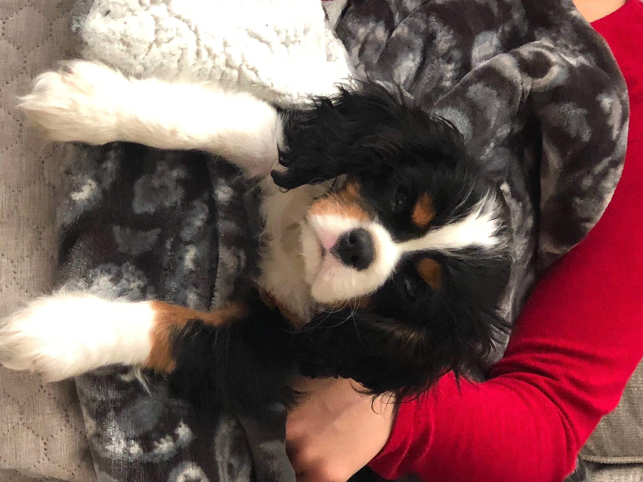 Dobby is registered to the contest to win money with this photo: canidae, carnivore, cavalier_king_charles_spaniel, companion_dog, dog, dog_breed, dog_supply, fur, natural_material, non_sporting_group, paw, puppy, snout, sporting_group, vertebrate, working_animal, working_dog