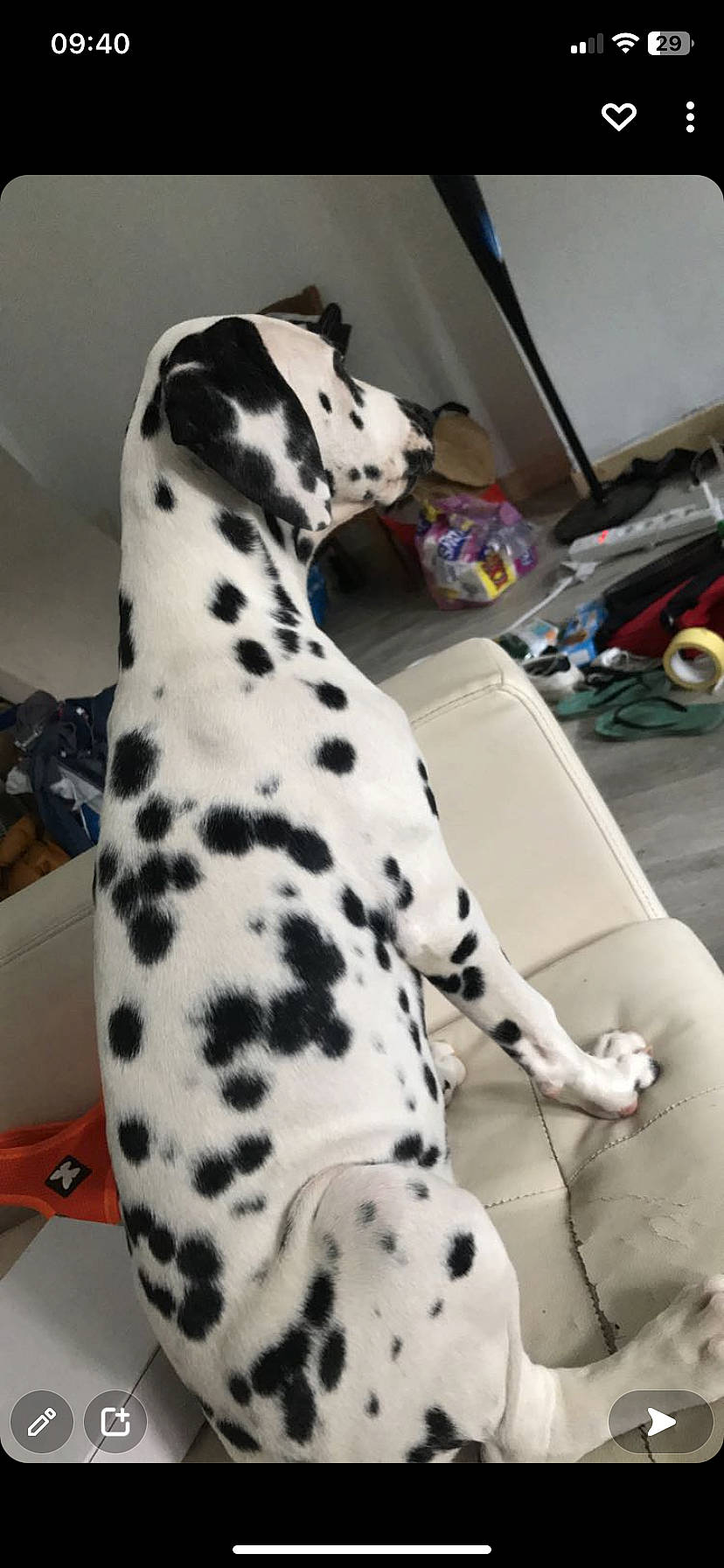 Tchuky a rejoint le concours — aidez-le/la à gagner de superbes lots ! big_cats, camouflage, canidae, carnivore, companion_dog, dalmatian, dog, dog_breed, fawn, felidae, fur, jaguar, leopard, military_camouflage, pattern, snout, sporting_group, terrestrial_animal, whiskers, white