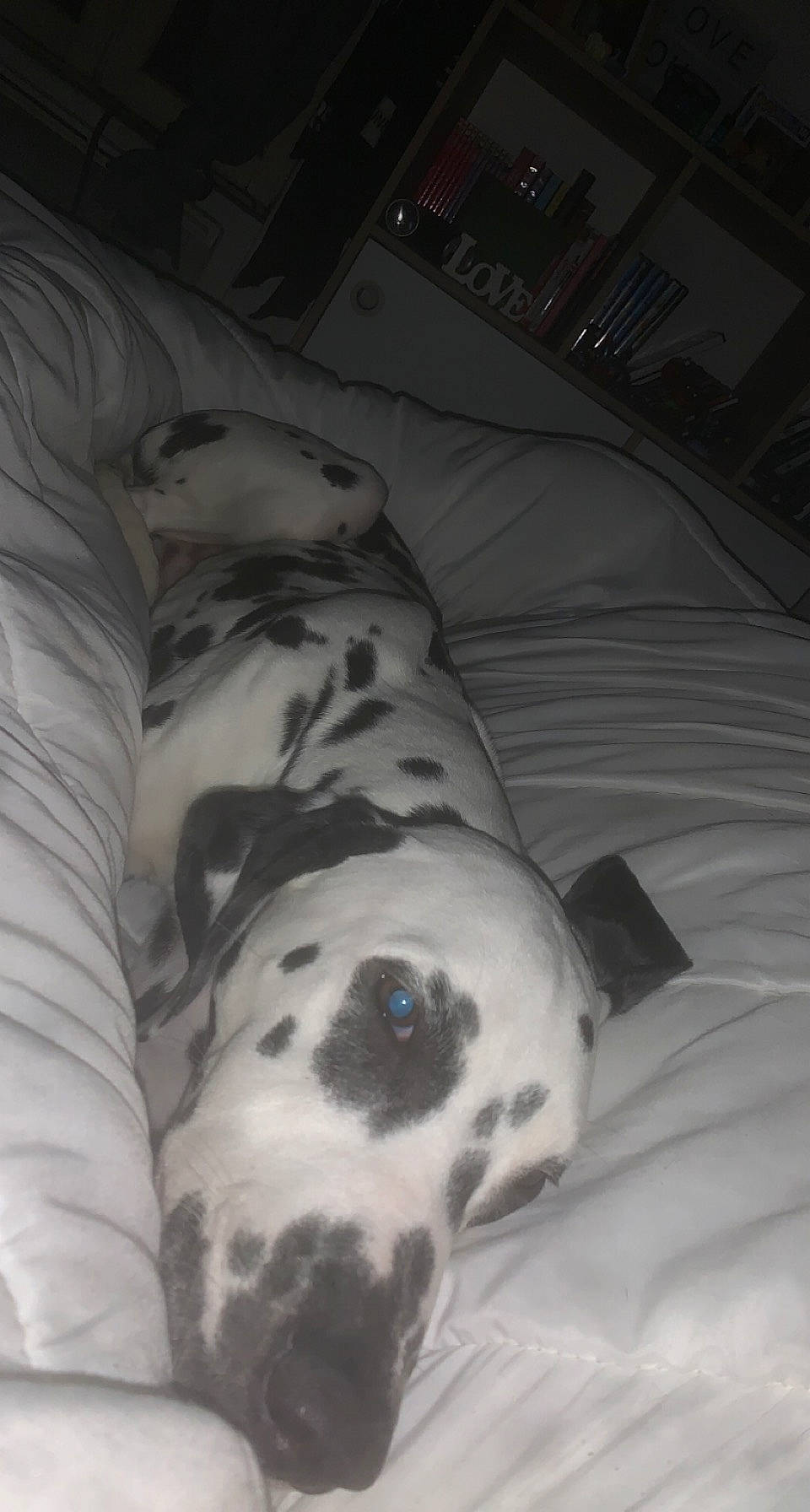 Tchuky a rejoint le concours — aidez-le/la à gagner de superbes lots ! canidae, carnivore, comfort, companion_dog, dalmatian, darkness, dog, dog_breed, fawn, fur, grey, linens, monochrome, monochrome_photography, non_sporting_group, snout, sporting_group, terrestrial_animal, whiskers, working_animal