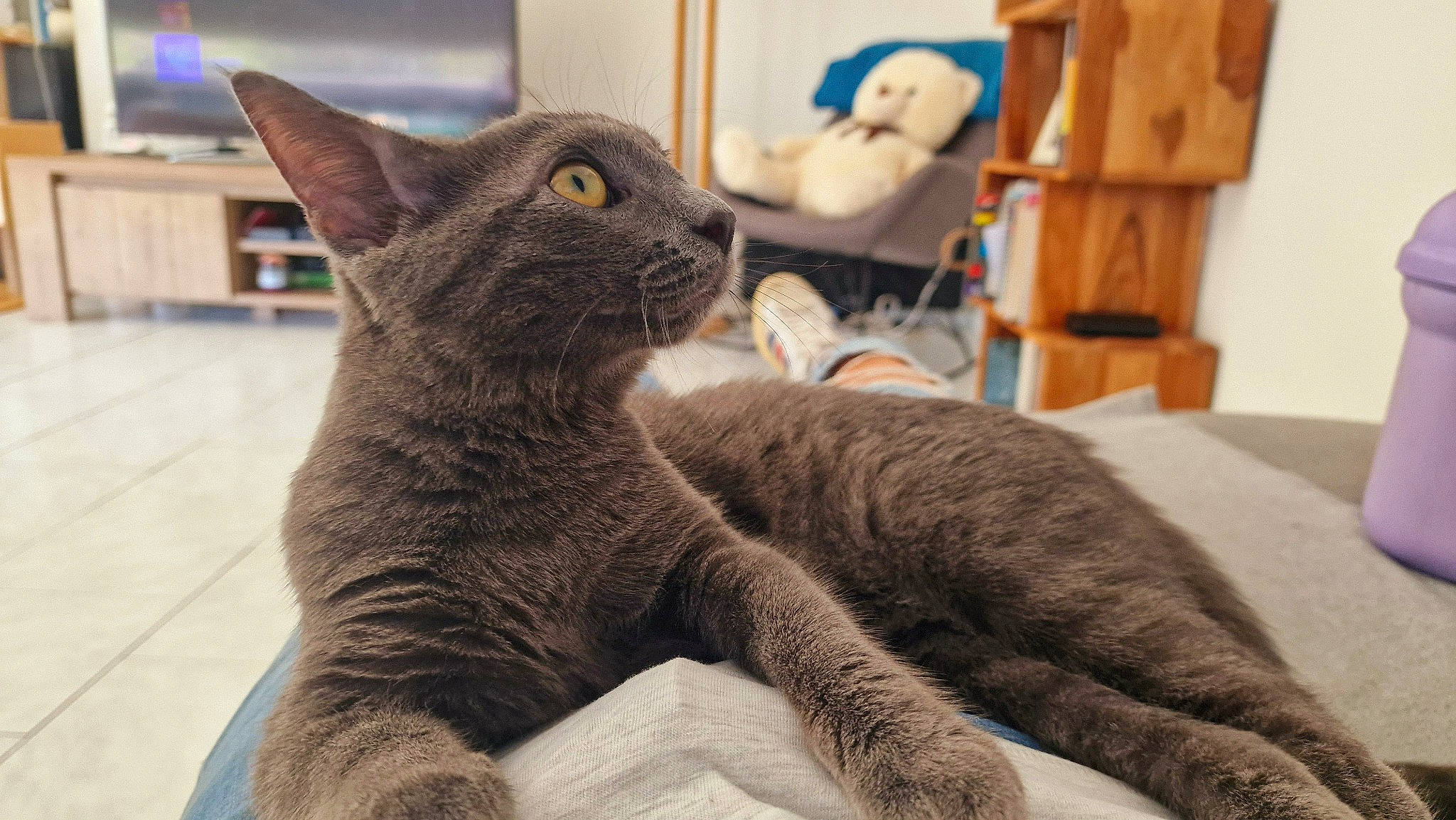 Yumiko participe au concours pour gagner de l'argent avec cette photo : carnivore, cat, claw, comfort, domestic_short_haired_cat, felidae, fur, grey, mammal, nap, paw, room, russian_blue, small_to_medium_sized_cats, snout, tail, terrestrial_animal, whiskers, wood