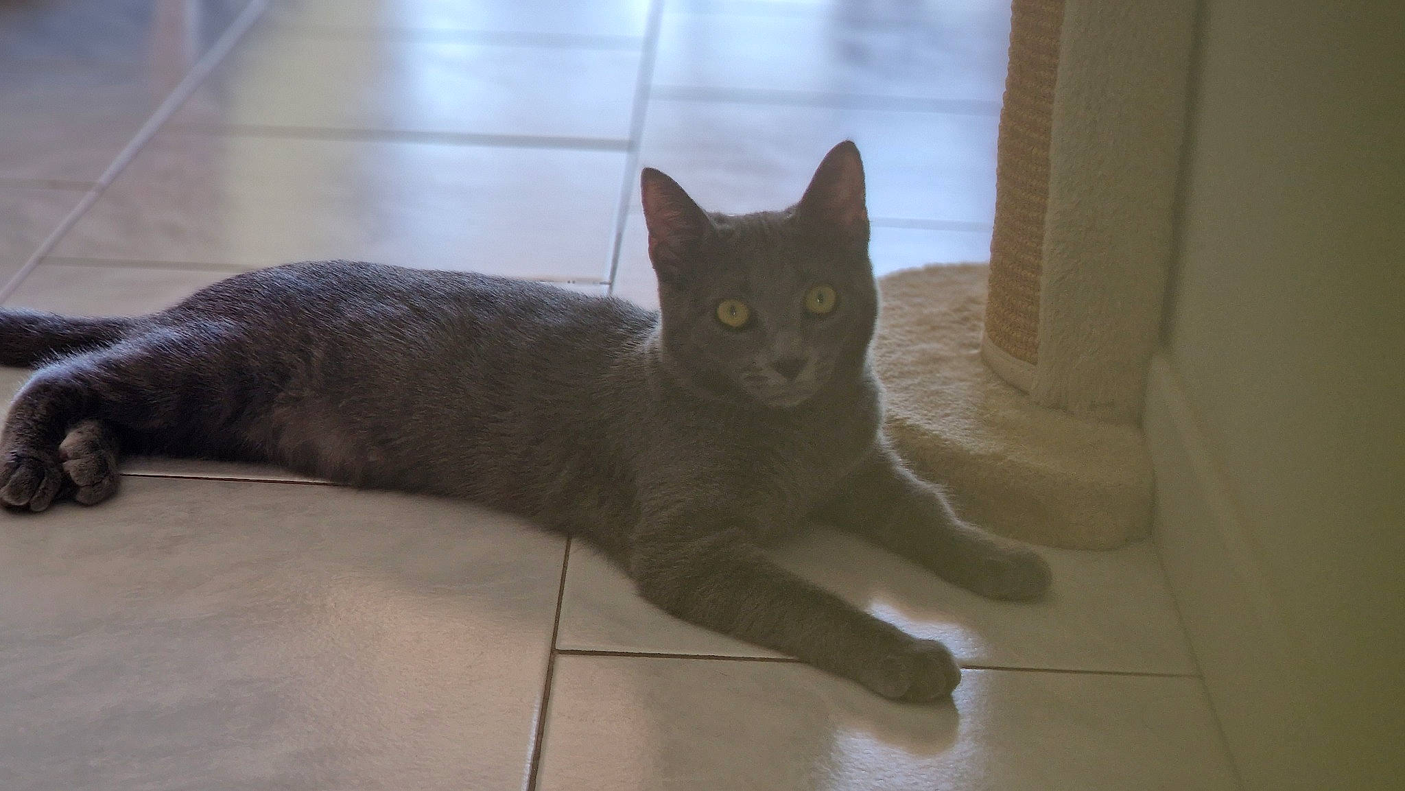 Yumiko participe au concours pour gagner de l'argent avec cette photo : black_cat, carnivore, cat, chartreux, claw, domestic_short_haired_cat, fawn, felidae, floor, flooring, fur, grey, hardwood, paw, small_to_medium_sized_cats, snout, tail, terrestrial_animal, whiskers, wood