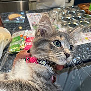 Grey is registered to the contest to win money with this photo: kitten, cat, pet, gray_and_white, collar, pink_collar, whiskers, green_eyes, fur, hand, person, kitchen, countertop, jars, food_packets, indoor, curious, alert, holding, close_up