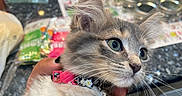 Grey is registered to the contest to win money with this photo: alert, cat, close_up, collar, countertop, curious, food_packets, fur, gray_and_white, green_eyes, hand, holding, indoor, jars, kitchen, kitten, person, pet, pink_collar, whiskers